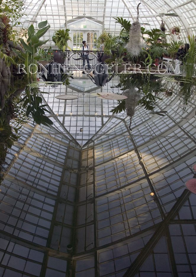 Flowers in the reflection pool in San Francisco's Conservatory of Flowers