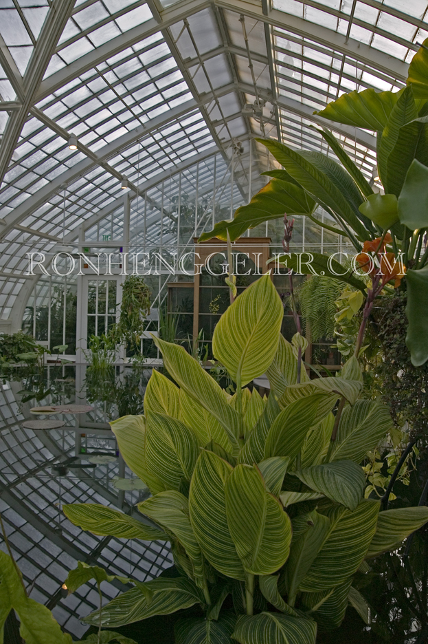 Flowers seen in the reflection pool in the Conservatory of Flowers